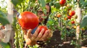 Les tomates ont meilleur goût plantées à côté de cette herbe aromatique courante, voici pourquoi